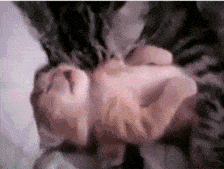 Котенок спит