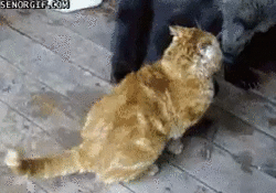 bloggif_56a70f1b4a596