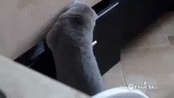 bloggif_56a70f54cec5a
