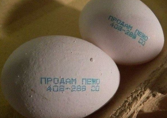 яйцы