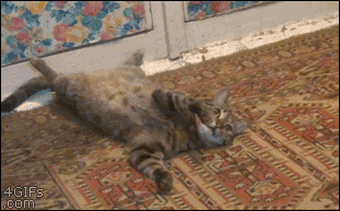Cat-flips-over-stands-Swiggity-Swooty