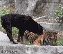 Dog-steals-from-tiger
