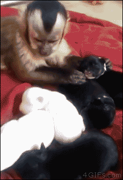 Monkey-petting-puppies