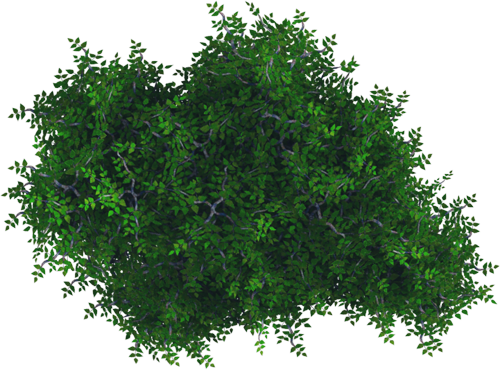 Birch_leaf_test_top-down_03