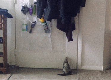 -хорек-рукав-2823362