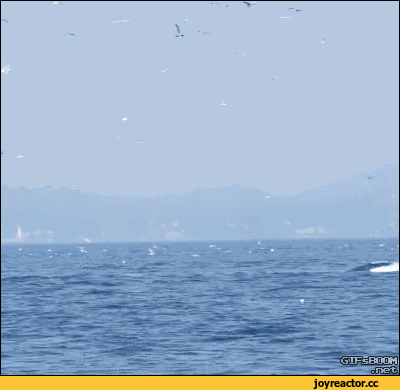 kaakaodavidnomoidoooompeonia2539505