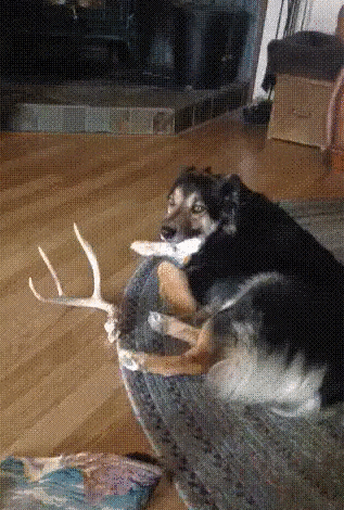 gifdog