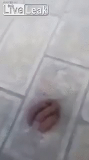 Stoopid_Clips_-_You_re_shitting_me_Lol-69602759705