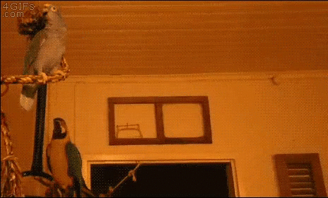 Amazing_GIFS_-_That_one_guy_-_every_concert-683496