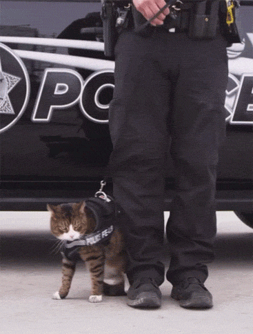 кот и полицейский