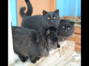 Котики..