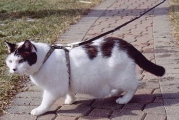shleyka-cat-mama