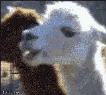 9GAG_Gifs_-_When_somebody_just_realized_it_s_calle
