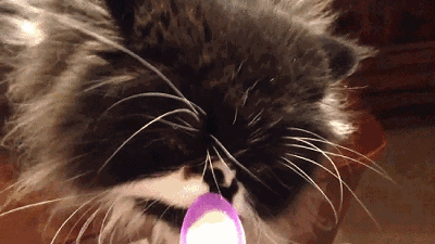 Кот ест мороженое