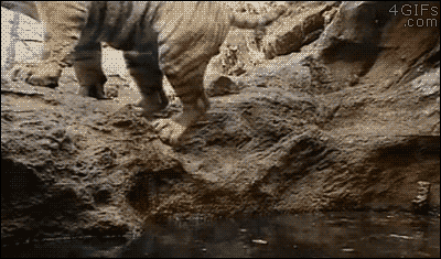 Tiger-relaxing-water