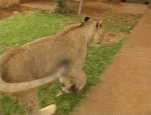 -гифки-львы-2877637