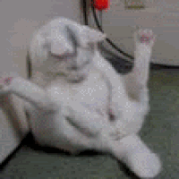 catmasturbating8jv