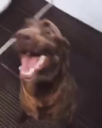 He's So Happy! - Imgur