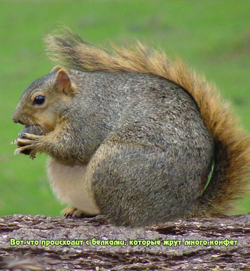 Fat-Squirrel-squirrels-855818_500_542_копия