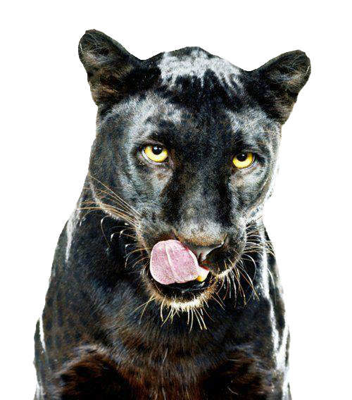 tumblr_static_bk4solwmgjcw8s0w4cssc8co4