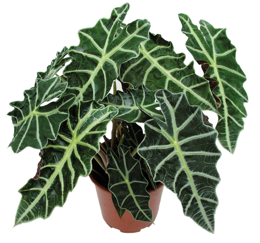 Alocasia_Dwarf_Amazonica_Small