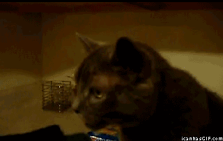 kotyesoplipesochnica239223_yapfiles.ru_yapfiles.ru