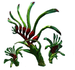 250px-Pedia_Flora_Roosterhead