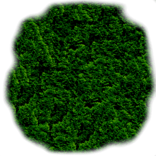 Grass_02512