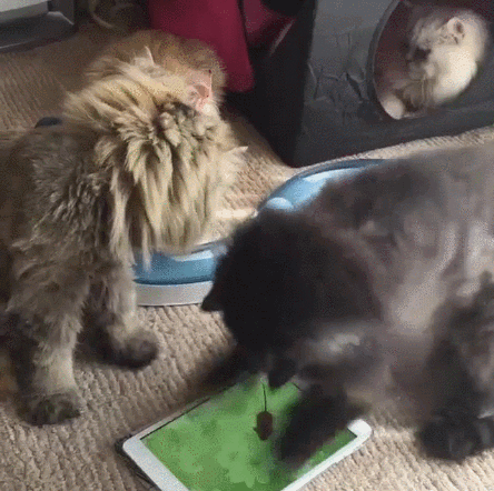 ipad-котэ-успокойся-гифки-2970167