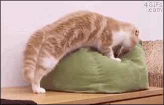 tumblr_o483chLFYp1tlb56zo1_400