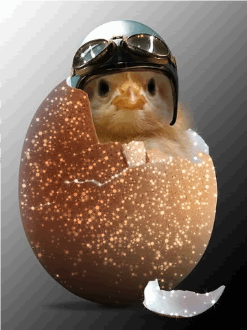 pasha