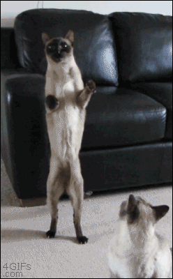 gifs_15 (24)