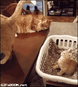gifs_08 (18)