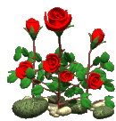 128568889_126316304_yrose14