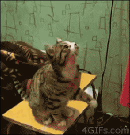-котэ-ласка-