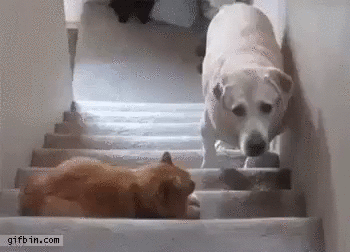 -Барсик, ну можно я уже пройду