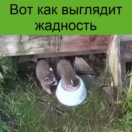 Вот как выглядит жадность