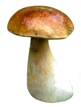 3542110-6433a3b8099542d3