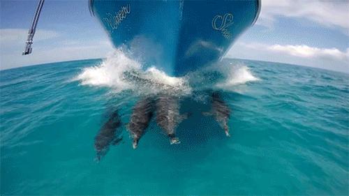 - Dolphins in the Bahamas