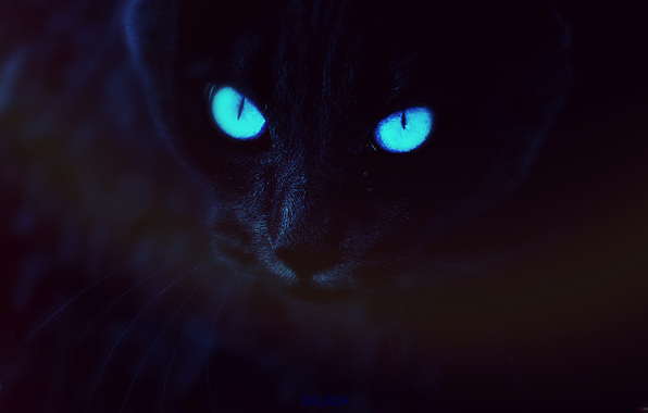 koshka-temno-siniy-fon-delsin