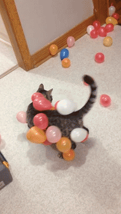 Cat and balloons.