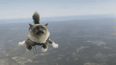Котик