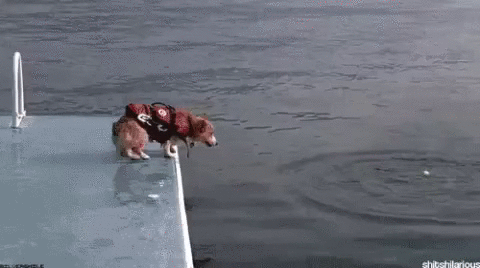 Собака