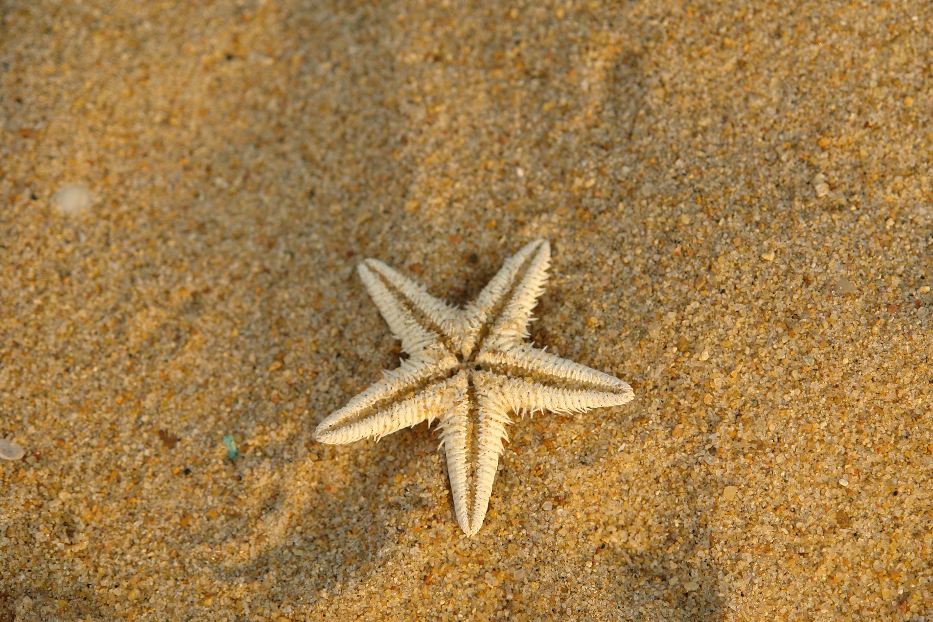 Морская звезда лежит. Морская звезда. Морская звезда на песке. Морская звезда из песка. Морская звезда на суше.