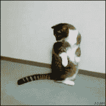 20100320-Cat_chases_tail