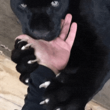 gif15012016009_yapfiles.ru