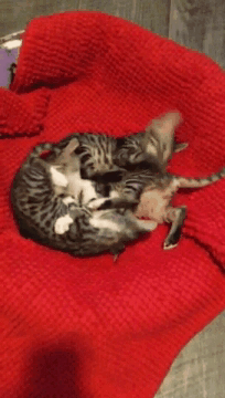 1462975596-d8b22d73dfda90e44ec6e8b0a9173713