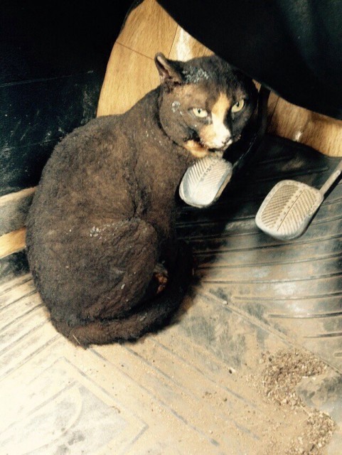 кот