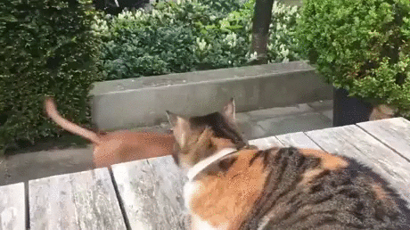 cat_dog