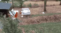 fire_leafs